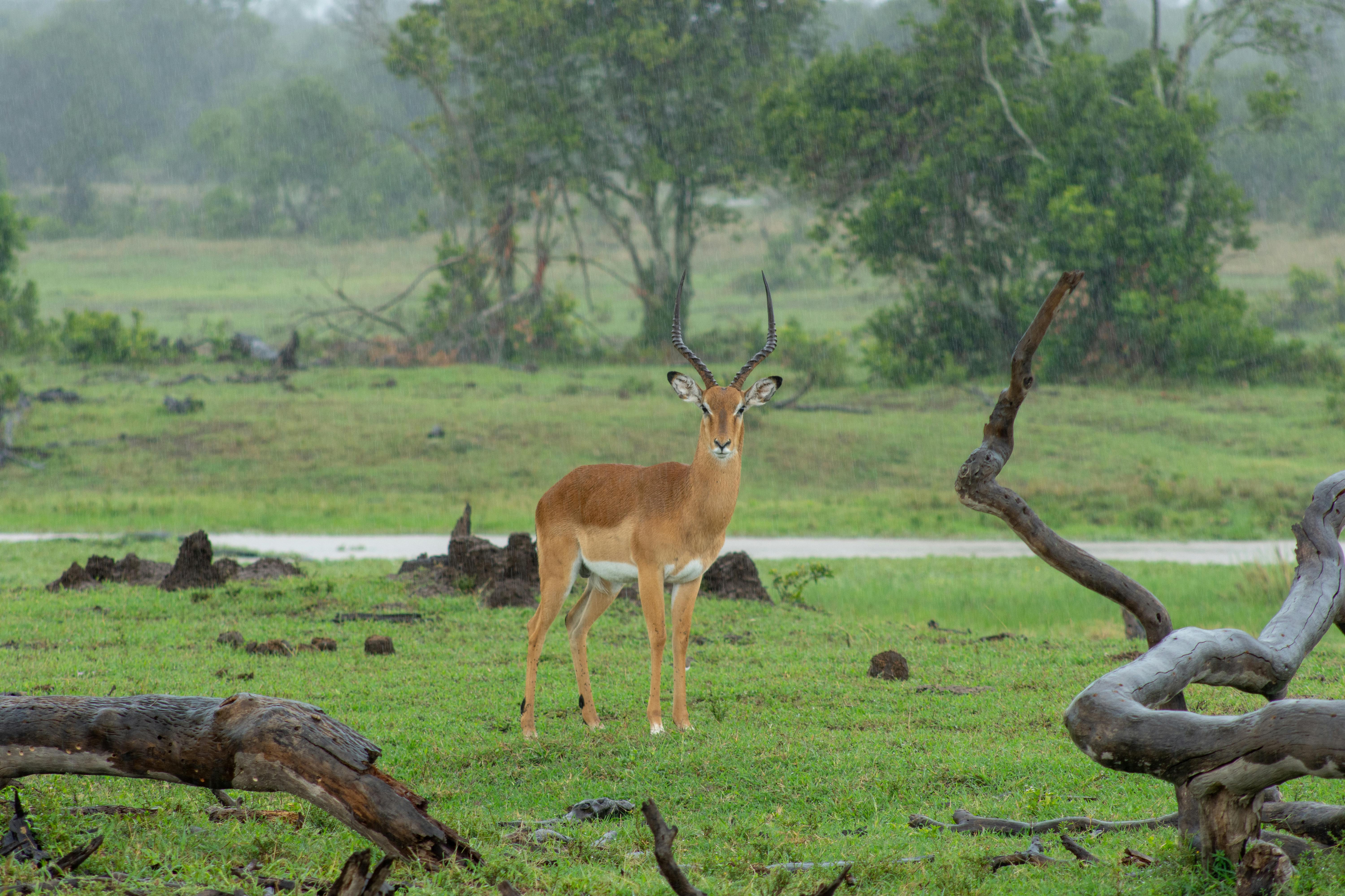 Explore Laikipia\'s Vibrant Wildlife